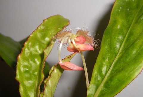 B. depauperata